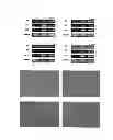 Fig. 06 - Method for producing epithelial stem cells