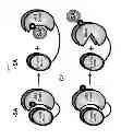 Fig. 07 - Method of activating immune response in plants