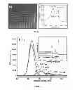 Fig. 02 - Protein Detection Using Three-Dimensional Carbon Microarrays
