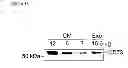 Fig. 10 - Methods of detecting therapeutic exosomes