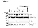 Fig. 12 - Methods of detecting therapeutic exosomes