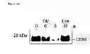 Fig. 13 - Methods of detecting therapeutic exosomes