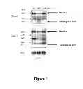 Fig. 02 - Compounds and methods for preventing or treating a viral infection