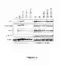 Fig. 04 - Compounds and methods for preventing or treating a viral infection