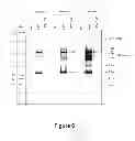 Fig. 07 - Compounds and methods for preventing or treating a viral infection