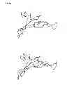 Fig. 07 - Neuregulin variants and methods of screening and using thereof