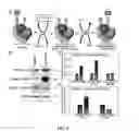 Fig. 06 - PP2A REGULATORY SUBUNIT MODIFICATION IN DISEASE