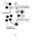 Fig. 02 - Yeast cell surface display of proteins and uses thereof