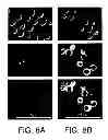 Fig. 09 - Yeast cell surface display of proteins and uses thereof