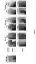 Fig. 06 - Recombinant C7 and Methods of Use