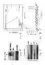 Fig. 02 - Therapy for leukemia