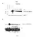 Fig. 02 - SELECTIVE HDAC INHIBITORS