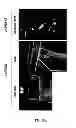 Fig. 08 - TRANSGENIC PIG FOR MUTANT GUCY2D AS CONE DYSTROPHY MODEL