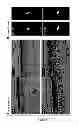 Fig. 09 - TRANSGENIC PIG FOR MUTANT GUCY2D AS CONE DYSTROPHY MODEL