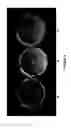 Fig. 05 - Methods for increasing the production of phenolic compounds from 