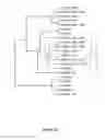 Fig. 113 - Plants Having Improved Growth Characteristics and Methods for Making the Same
