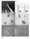 Fig. 06 - AGRONOMIC TRAITS VIA GENETICALLY INDUCED ELEVATION OF PHYTOHORMONE LEVELS IN PLANTS