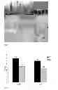 Fig. 07 - AGRONOMIC TRAITS VIA GENETICALLY INDUCED ELEVATION OF PHYTOHORMONE LEVELS IN PLANTS