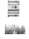 Fig. 10 - AGRONOMIC TRAITS VIA GENETICALLY INDUCED ELEVATION OF PHYTOHORMONE LEVELS IN PLANTS