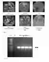 Fig. 13 - AGRONOMIC TRAITS VIA GENETICALLY INDUCED ELEVATION OF PHYTOHORMONE LEVELS IN PLANTS
