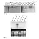 Fig. 14 - AGRONOMIC TRAITS VIA GENETICALLY INDUCED ELEVATION OF PHYTOHORMONE LEVELS IN PLANTS