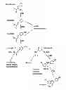 Fig. 01 - VISUAL SCREENING FOR ENZYMES ON THE PHENYLPROPANOID PATHWAY