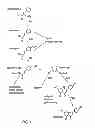 Fig. 02 - VISUAL SCREENING FOR ENZYMES ON THE PHENYLPROPANOID PATHWAY