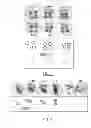 Fig. 05 - Screening method for selecting plants that show reduced wound-induced surface discolouration and plant and plant parts thus obtained