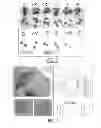 Fig. 07 - Screening method for selecting plants that show reduced wound-induced surface discolouration and plant and plant parts thus obtained