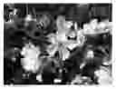 Fig. 01 - Cherry tree named 'SWEET SARETTA'