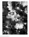 Fig. 02 - Cherry tree named 'SWEET SARETTA'