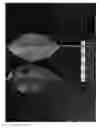 Fig. 04 - Cherry tree named 'SWEET SARETTA'