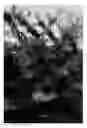 Fig. 06 - Cherry tree named 'SWEET SARETTA'