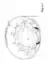 Fig. 06 - Seed Flow Rate and Dispersion Pattern Regulator