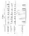 Fig. 18 - EXTREME ULTRAVIOLET LIGHT GENERATION APPARATUS