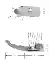 Fig. 08 - Mobile robotic manipulator system