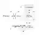 Fig. 01 - METHOD FOR THE CONTROL OF LUMINANCE OF GAS DISCHARGE LAMPS
