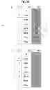 Fig. 35 - Mobile terminal and control method thereof