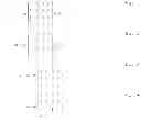 Fig. 06 - Real-time RF signal visualization device