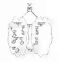Fig. 01 - Overlaying virtual broadcast domains on an underlying physical network