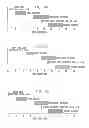 Fig. 05 - Radioimaging methods using teboroxime and thallium