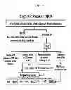 Fig. 03 - Treatment and prevention of diffuse parenchymal lung disease by selective active-site mTOR inhibitors