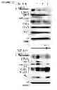 Fig. 17 - Treatment and prevention of diffuse parenchymal lung disease by selective active-site mTOR inhibitors
