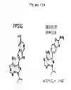 Fig. 23 - Treatment and prevention of diffuse parenchymal lung disease by selective active-site mTOR inhibitors