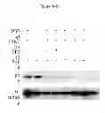 Fig. 26 - Treatment and prevention of diffuse parenchymal lung disease by selective active-site mTOR inhibitors