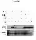 Fig. 27 - Treatment and prevention of diffuse parenchymal lung disease by selective active-site mTOR inhibitors