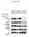Fig. 29 - Treatment and prevention of diffuse parenchymal lung disease by selective active-site mTOR inhibitors
