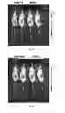 Fig. 06 - Bacterium-based microrobot capable of targeting cancer tissue