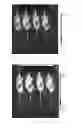 Fig. 07 - Bacterium-based microrobot capable of targeting cancer tissue