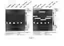 Fig. 16 - Bacterium-based microrobot capable of targeting cancer tissue